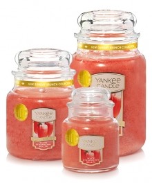 양키캔들 자캔들(M) 미듐자 화이트스트로베리벨리니 (White Strawberry Bellini)